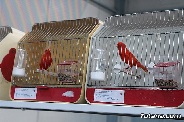 6 Campeonato Ornitolgico Regional Murciano - 118