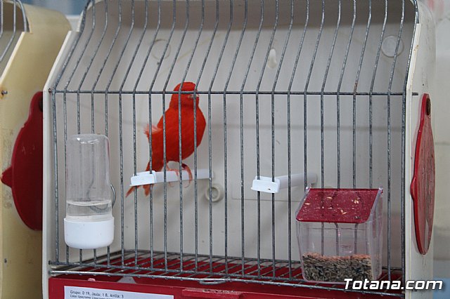 6 Campeonato Ornitolgico Regional Murciano - 119