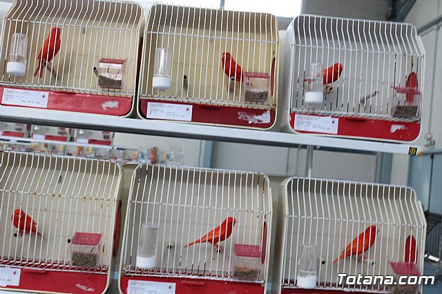 6 Campeonato Ornitolgico Regional Murciano - 120