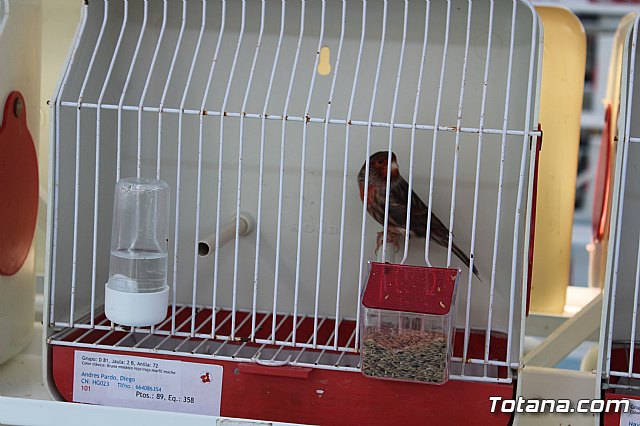 6 Campeonato Ornitolgico Regional Murciano - 122