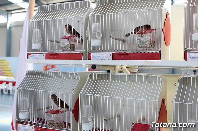 6 Campeonato Ornitolgico Regional Murciano - 123