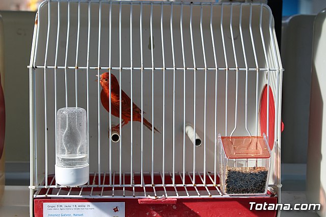 6 Campeonato Ornitolgico Regional Murciano - 126