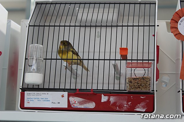 6 Campeonato Ornitolgico Regional Murciano - 129