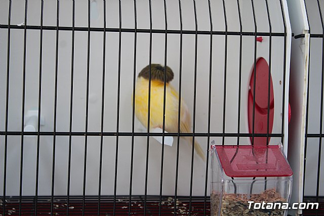 6 Campeonato Ornitolgico Regional Murciano - 130