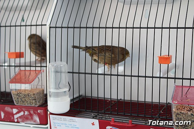 6 Campeonato Ornitolgico Regional Murciano - 131