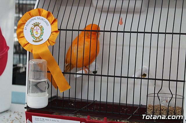 6 Campeonato Ornitolgico Regional Murciano - 136