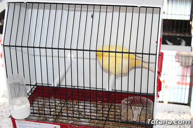 6 Campeonato Ornitolgico Regional Murciano - 137