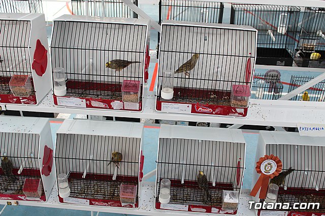 6 Campeonato Ornitolgico Regional Murciano - 139