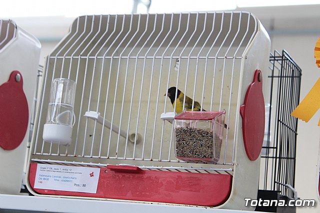 6 Campeonato Ornitolgico Regional Murciano - 147
