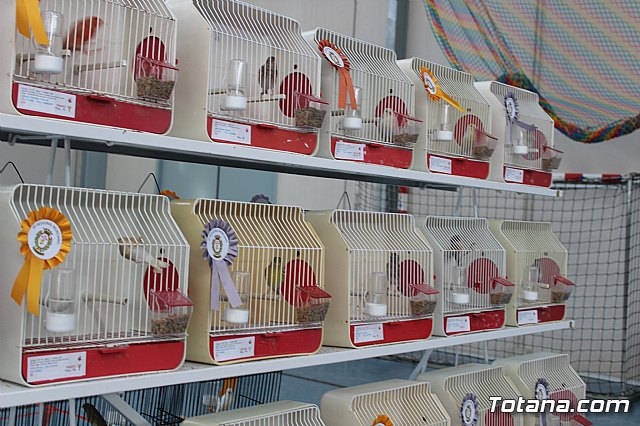 6 Campeonato Ornitolgico Regional Murciano - 148