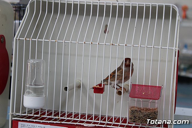 6 Campeonato Ornitolgico Regional Murciano - 149