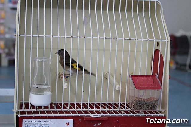 6 Campeonato Ornitolgico Regional Murciano - 150