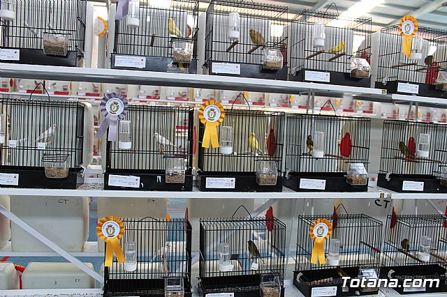 6 Campeonato Ornitolgico Regional Murciano - 152