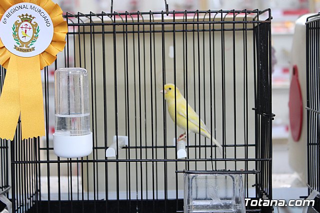 6 Campeonato Ornitolgico Regional Murciano - 155