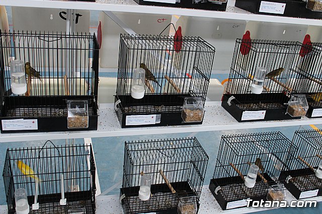 6 Campeonato Ornitolgico Regional Murciano - 156