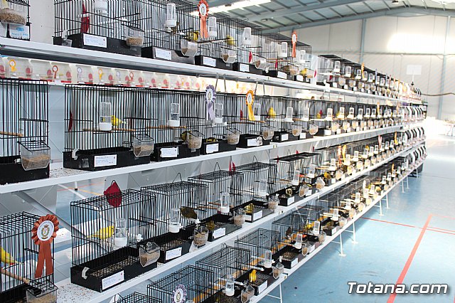 6 Campeonato Ornitolgico Regional Murciano - 158