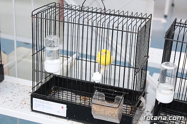 6 Campeonato Ornitolgico Regional Murciano - 159