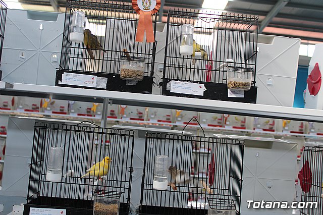 6 Campeonato Ornitolgico Regional Murciano - 162