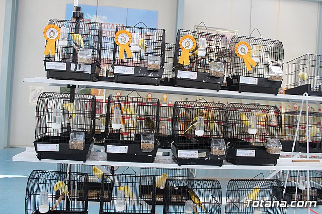 6 Campeonato Ornitolgico Regional Murciano - 165