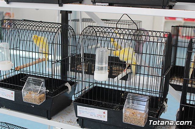 6 Campeonato Ornitolgico Regional Murciano - 170