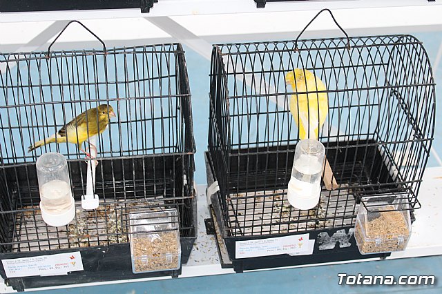6 Campeonato Ornitolgico Regional Murciano - 171