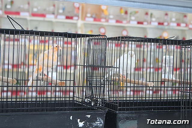 6 Campeonato Ornitolgico Regional Murciano - 172