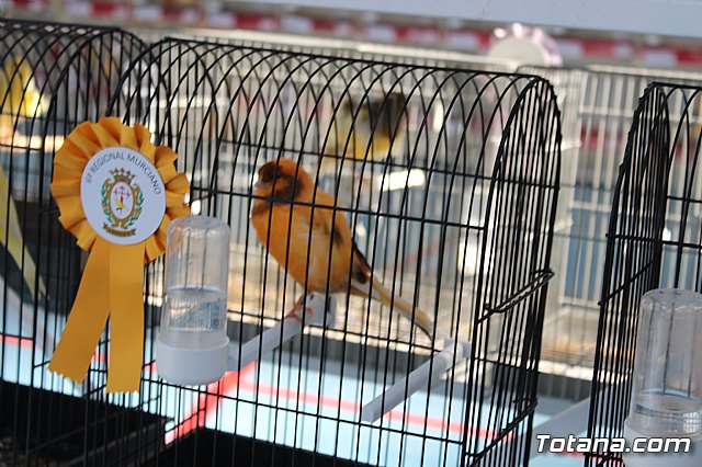 6 Campeonato Ornitolgico Regional Murciano - 175