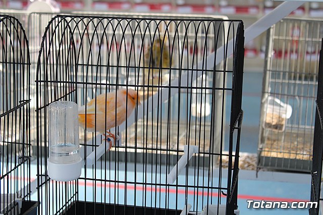 6 Campeonato Ornitolgico Regional Murciano - 176