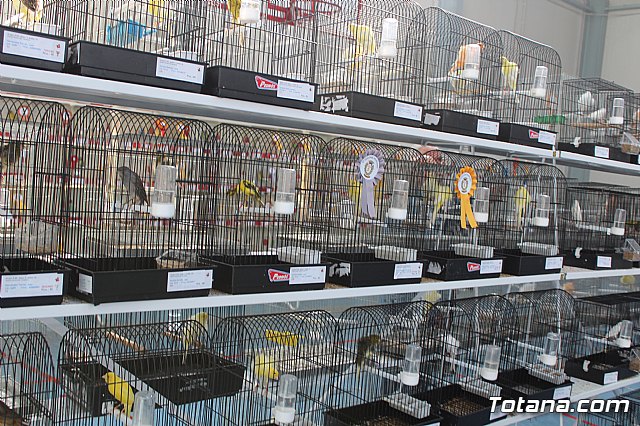 6 Campeonato Ornitolgico Regional Murciano - 177