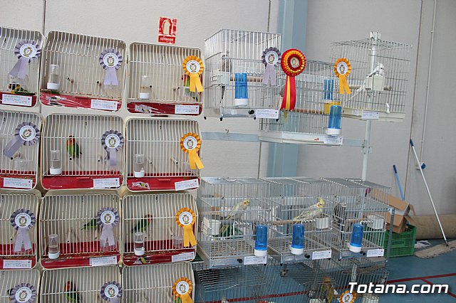 6 Campeonato Ornitolgico Regional Murciano - 178