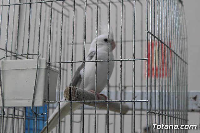 6 Campeonato Ornitolgico Regional Murciano - 179
