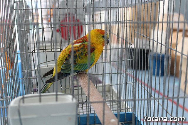 6 Campeonato Ornitolgico Regional Murciano - 181