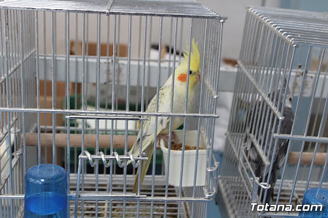 6 Campeonato Ornitolgico Regional Murciano - 182