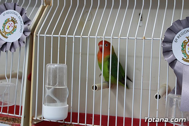 6 Campeonato Ornitolgico Regional Murciano - 184