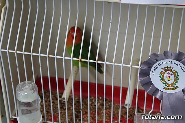 6 Campeonato Ornitolgico Regional Murciano - 185