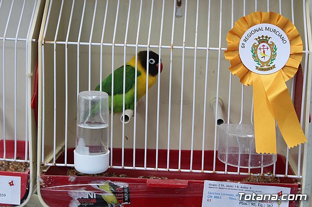 6 Campeonato Ornitolgico Regional Murciano - 186