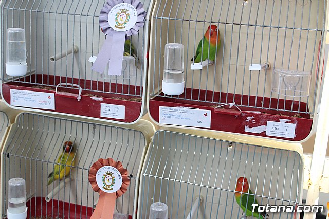 6 Campeonato Ornitolgico Regional Murciano - 190