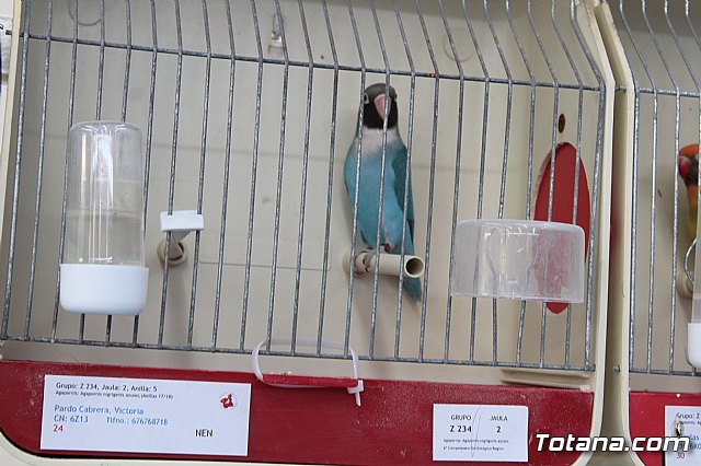 6 Campeonato Ornitolgico Regional Murciano - 192