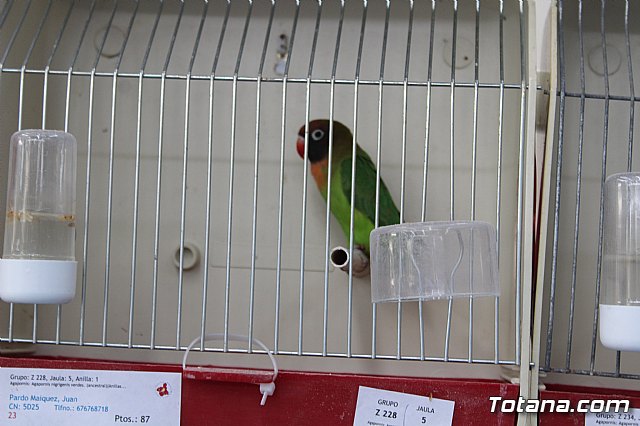 6 Campeonato Ornitolgico Regional Murciano - 193