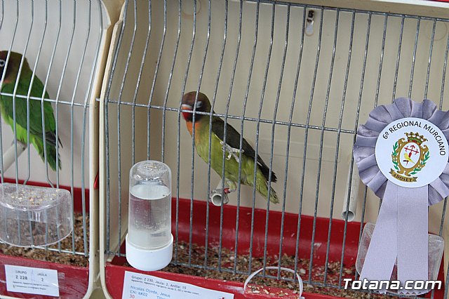 6 Campeonato Ornitolgico Regional Murciano - 194