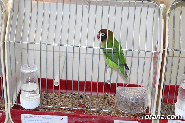 6 Campeonato Ornitolgico Regional Murciano - 196