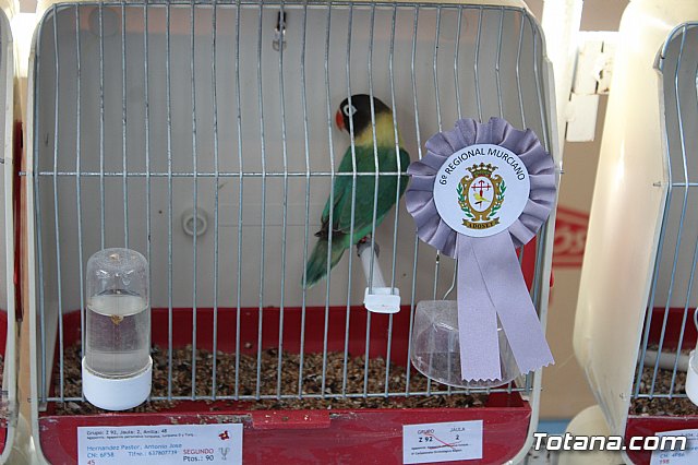 6 Campeonato Ornitolgico Regional Murciano - 197