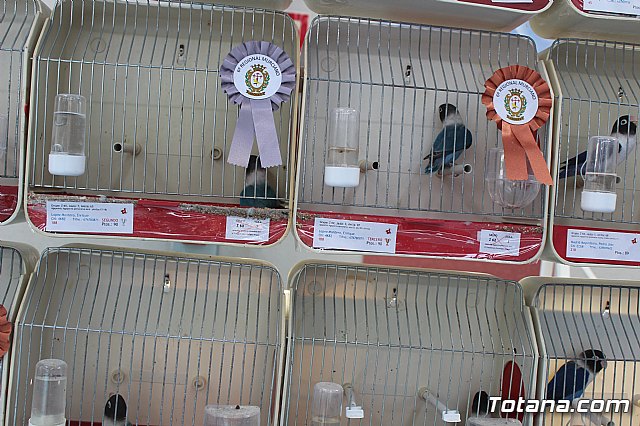 6 Campeonato Ornitolgico Regional Murciano - 204