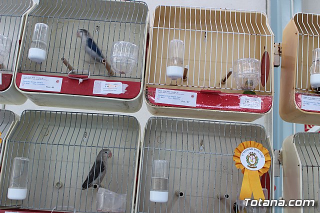 6 Campeonato Ornitolgico Regional Murciano - 206