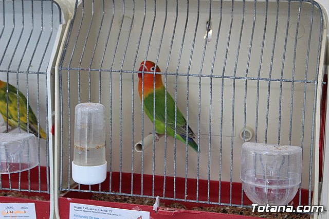 6 Campeonato Ornitolgico Regional Murciano - 207
