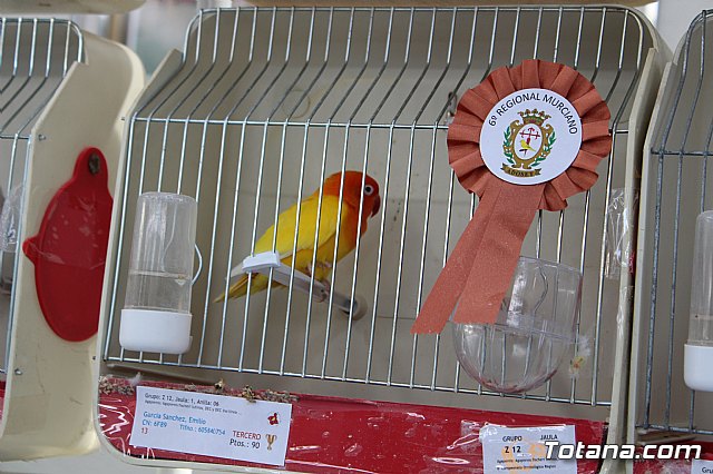 6 Campeonato Ornitolgico Regional Murciano - 208