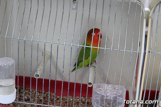 6 Campeonato Ornitolgico Regional Murciano - 209