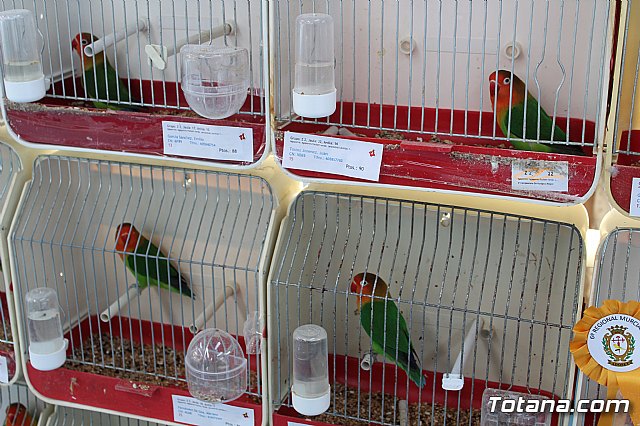 6 Campeonato Ornitolgico Regional Murciano - 211