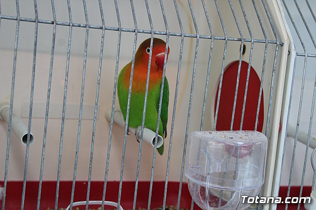 6 Campeonato Ornitolgico Regional Murciano - 212