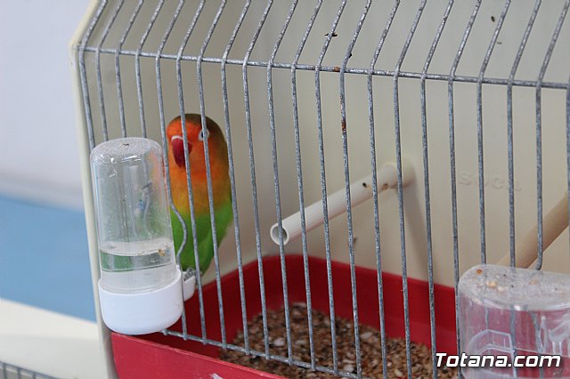 6 Campeonato Ornitolgico Regional Murciano - 213